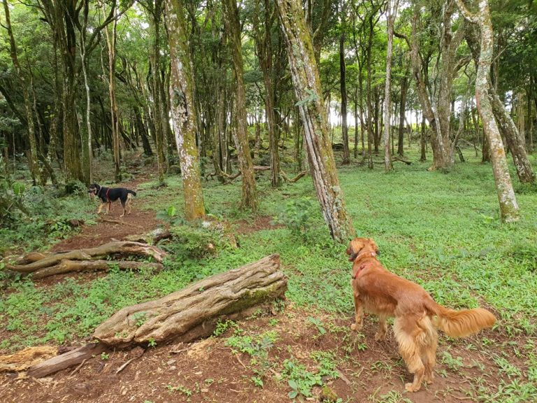 Finca libertad pura bosque