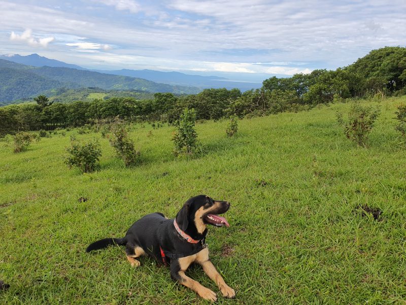 chiky finca libertad pura