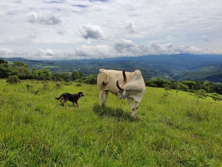 finca libertad pura chiky buey