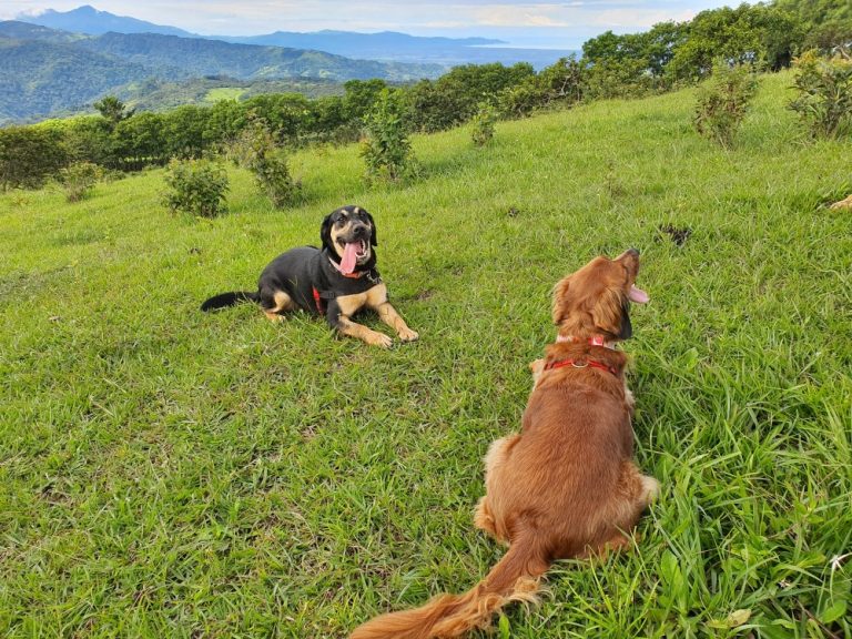 finca libertad pura chiky sammy