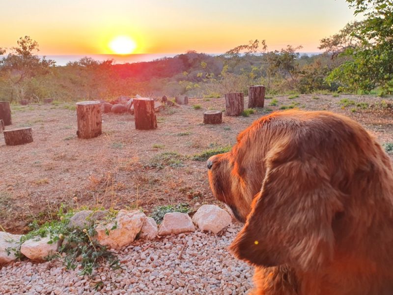 Tips Para Paseos con Perros