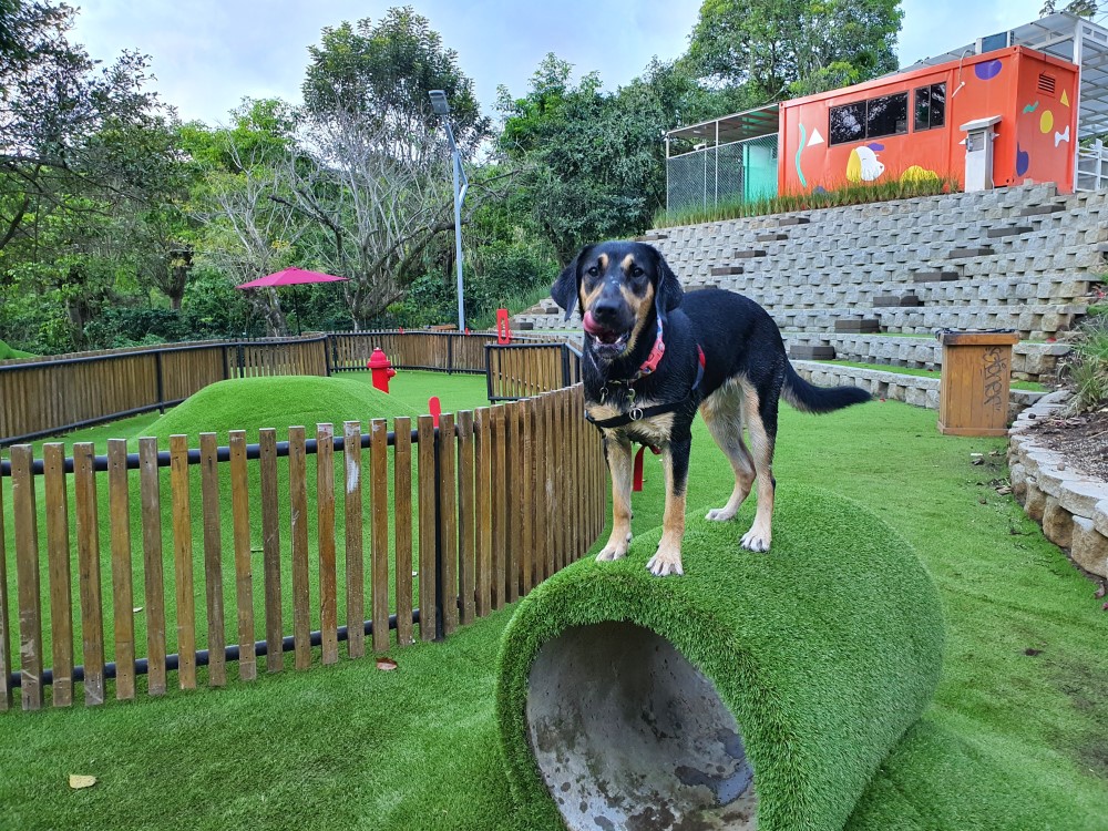 El parque para perros toma forma en Urbisur