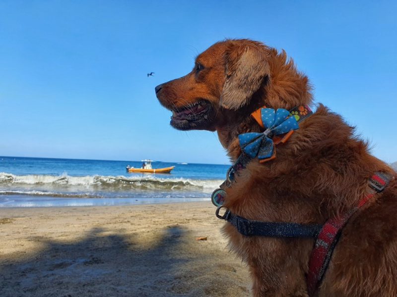 Tips para viajar a la playa con perros