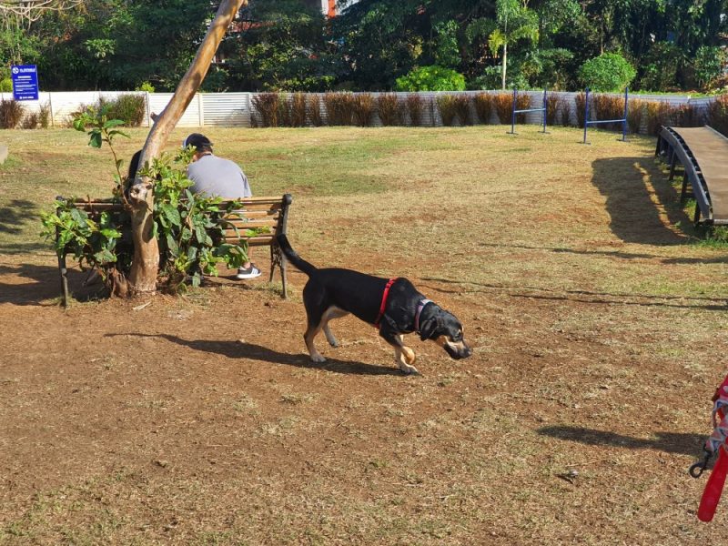 Canelas Park Chiky 2