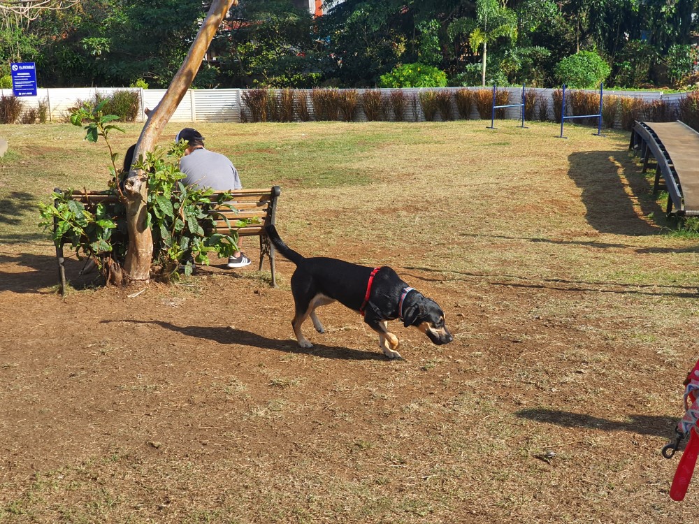 Parques para perros  Municipalidad de Curridabat