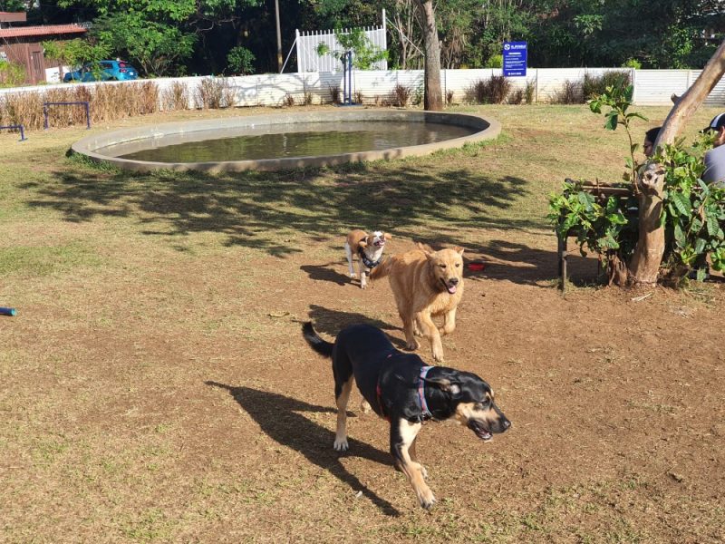 Canelas Park Chiky 5