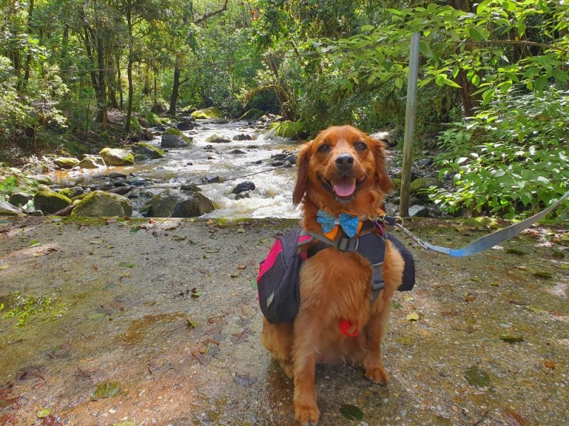 Tips para viajar a la montaña con perros