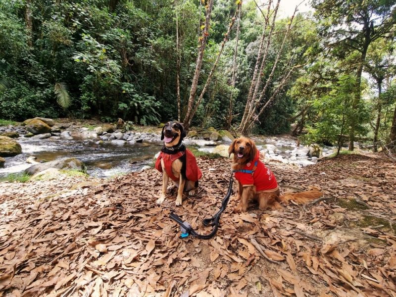 Sendero a la Catarata San Gerardo de Dota