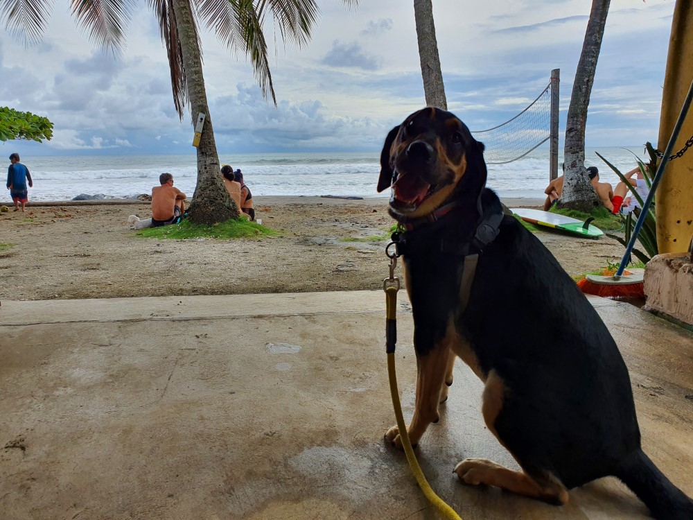 Parque de Perros en Lomas de Ayarco Sur – Uni-Cli Droid