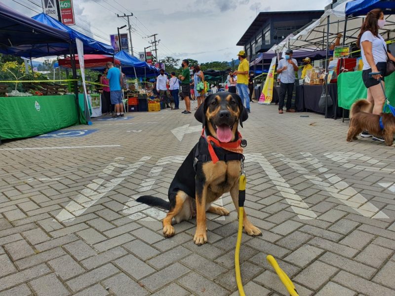 Parque de Perros en Lomas de Ayarco Sur – Uni-Cli Droid