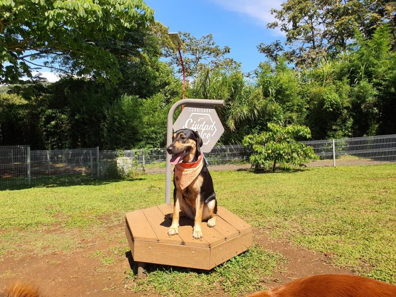 Parque de Perros en Lomas de Ayarco Sur – Uni-Cli Droid