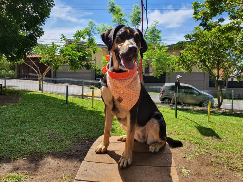 Parque de Perros Ayarco Sur 8