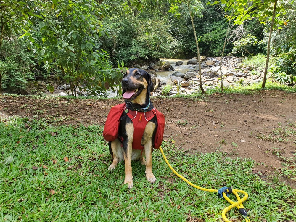 Parque de Perros en Lomas de Ayarco Sur – Uni-Cli Droid