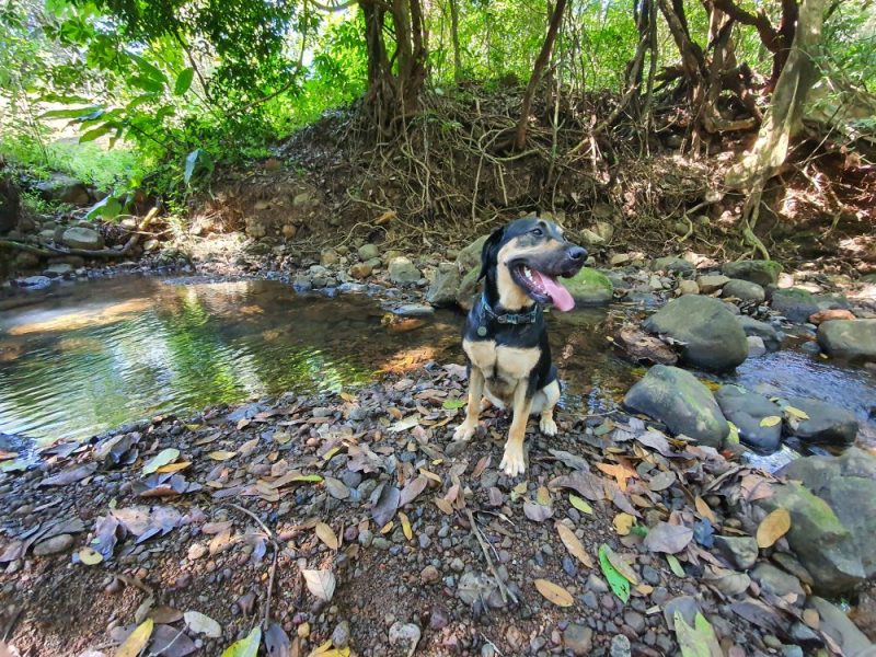 Finca Chilanga 4