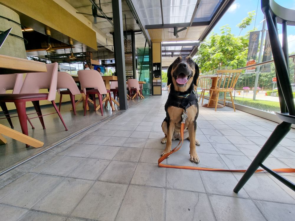 Parque de Perros en Lomas de Ayarco Sur – Uni-Cli Droid