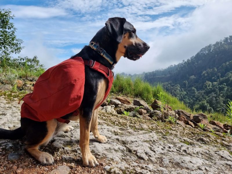 Libros para aprender sobre perros