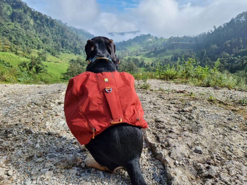 Productos Útiles y Duraderos para Perros